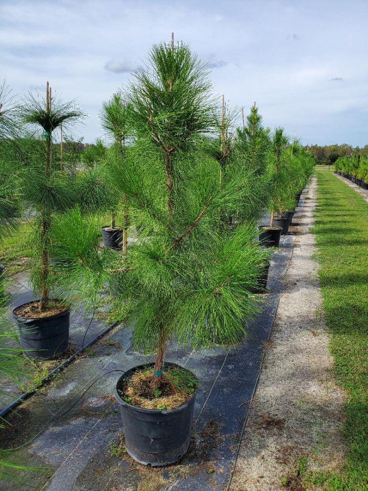 pinus-elliottii-slash-pine