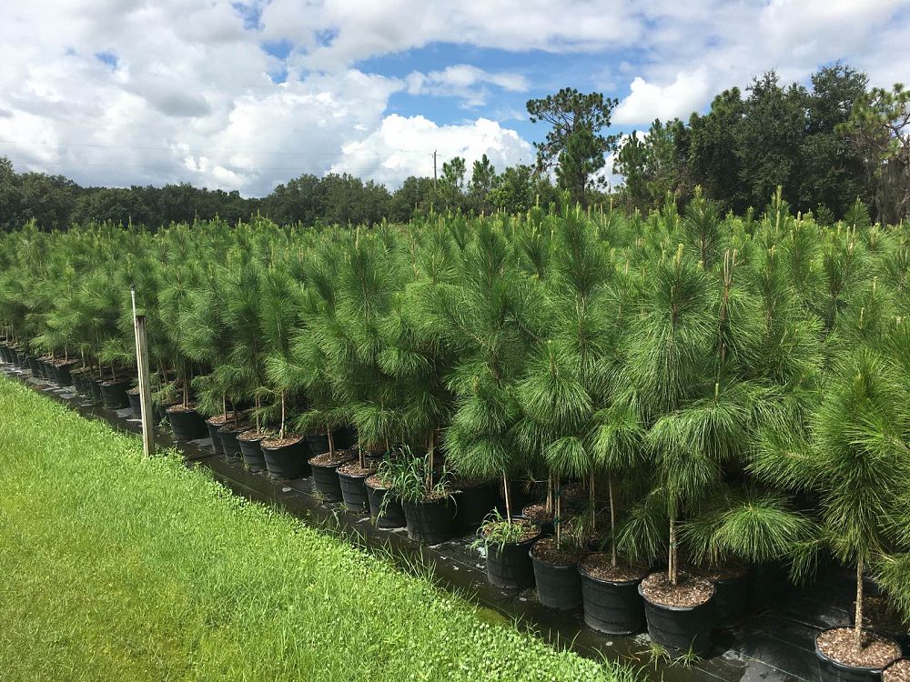 pinus-elliottii-slash-pine