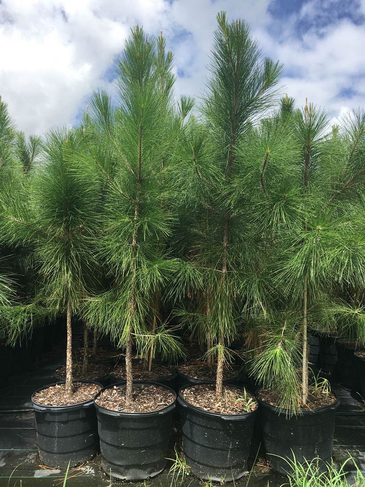 pinus-elliottii-slash-pine