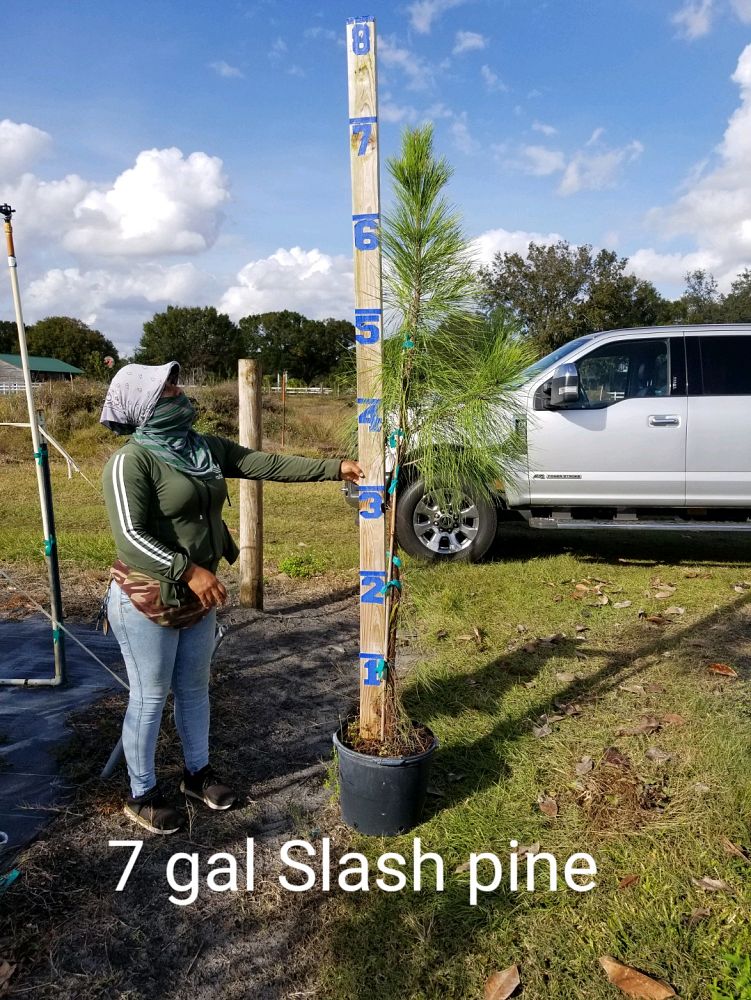 pinus-elliottii-slash-pine