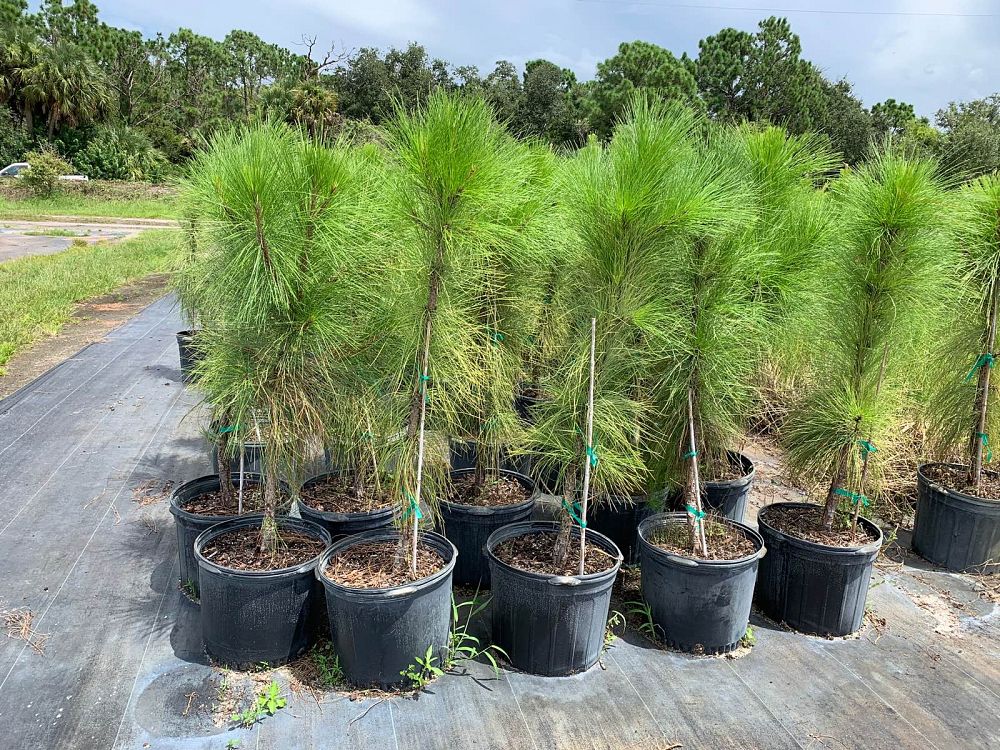 pinus-elliottii-slash-pine