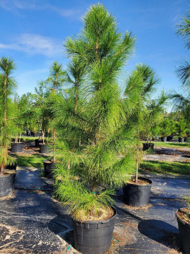 pinus-elliottii-slash-pine