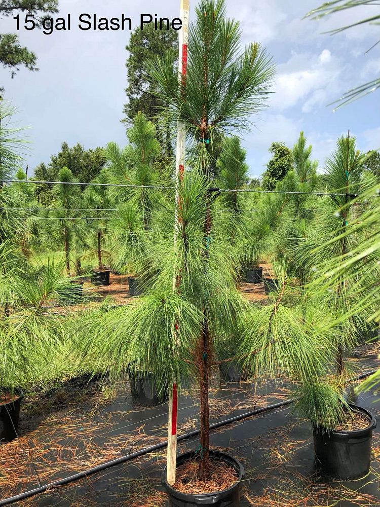 pinus-elliottii-slash-pine