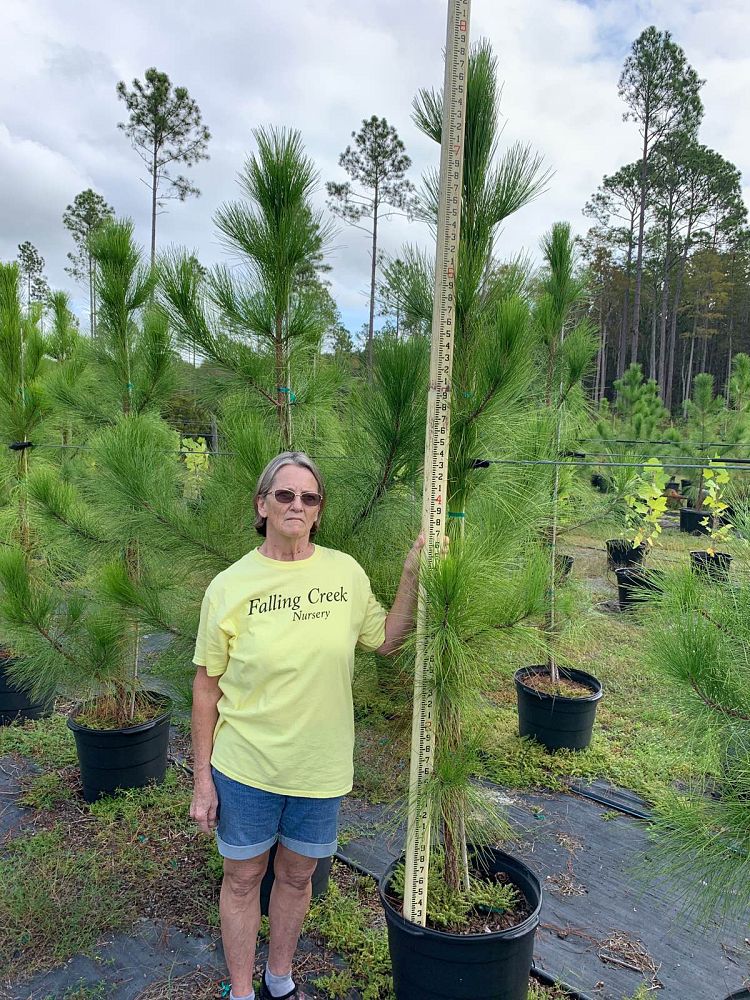 pinus-elliottii-slash-pine