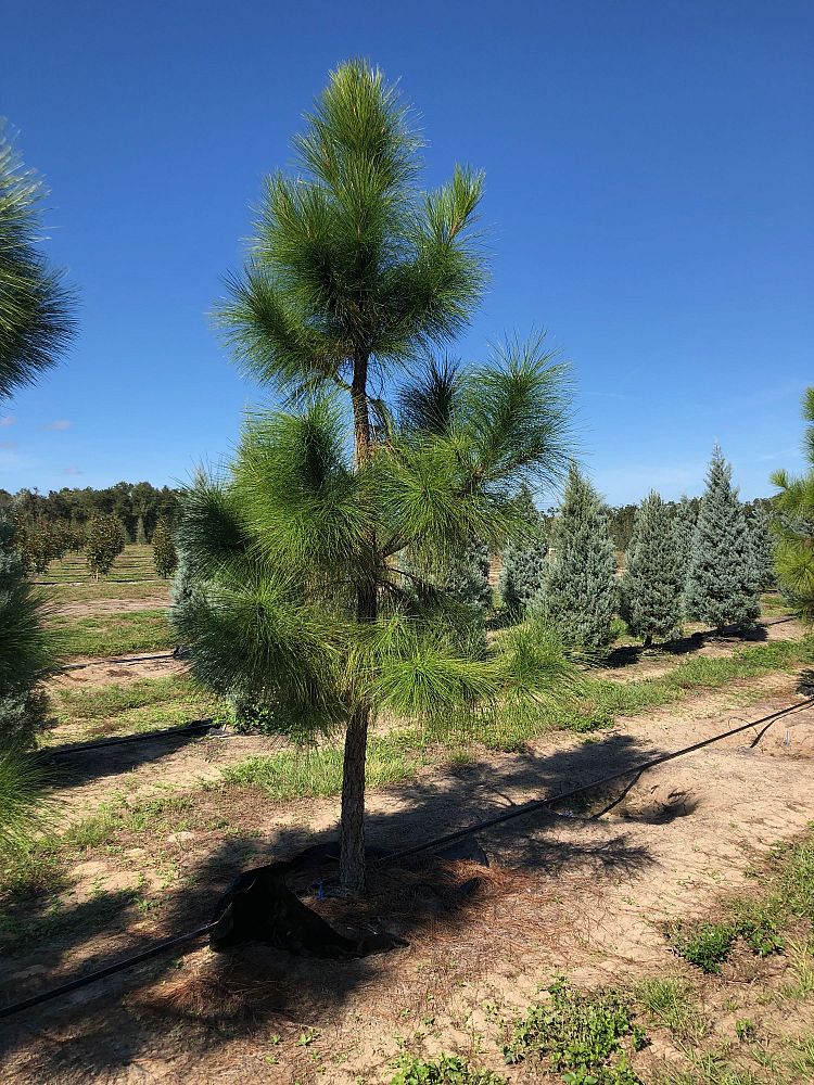 pinus-elliottii-slash-pine