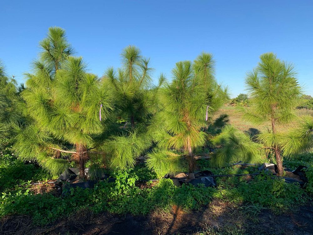 pinus-elliottii-slash-pine