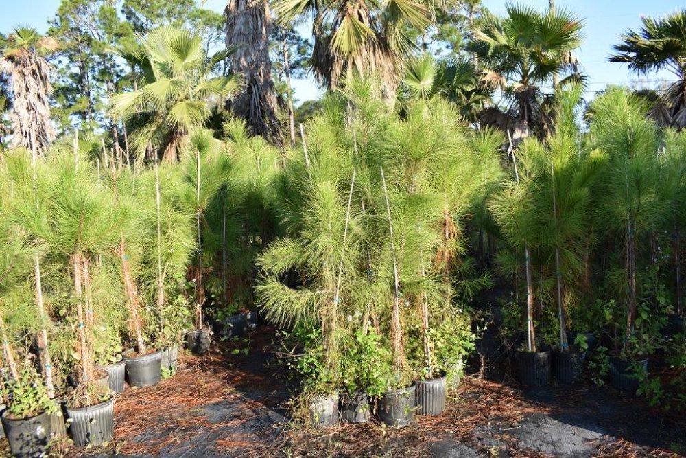 pinus-elliottii-slash-pine