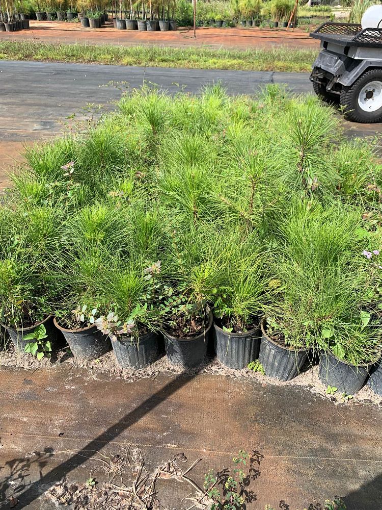 pinus-elliottii-slash-pine