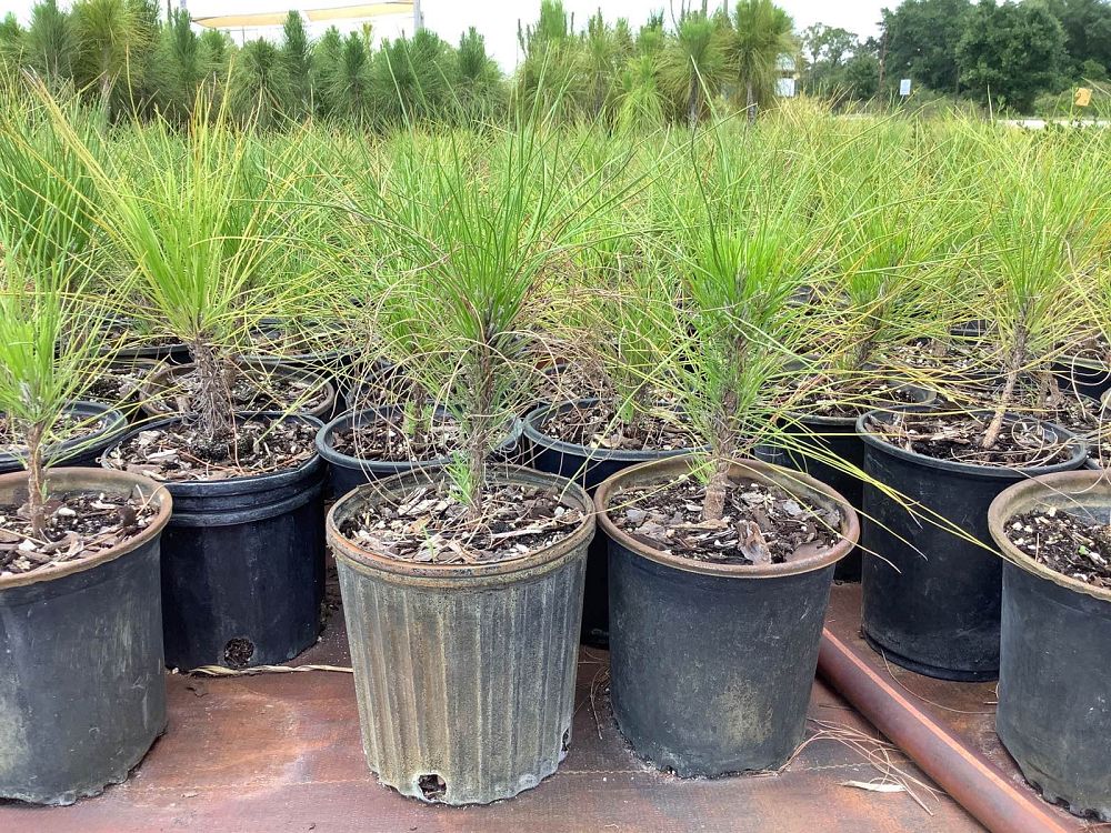 pinus-elliottii-slash-pine