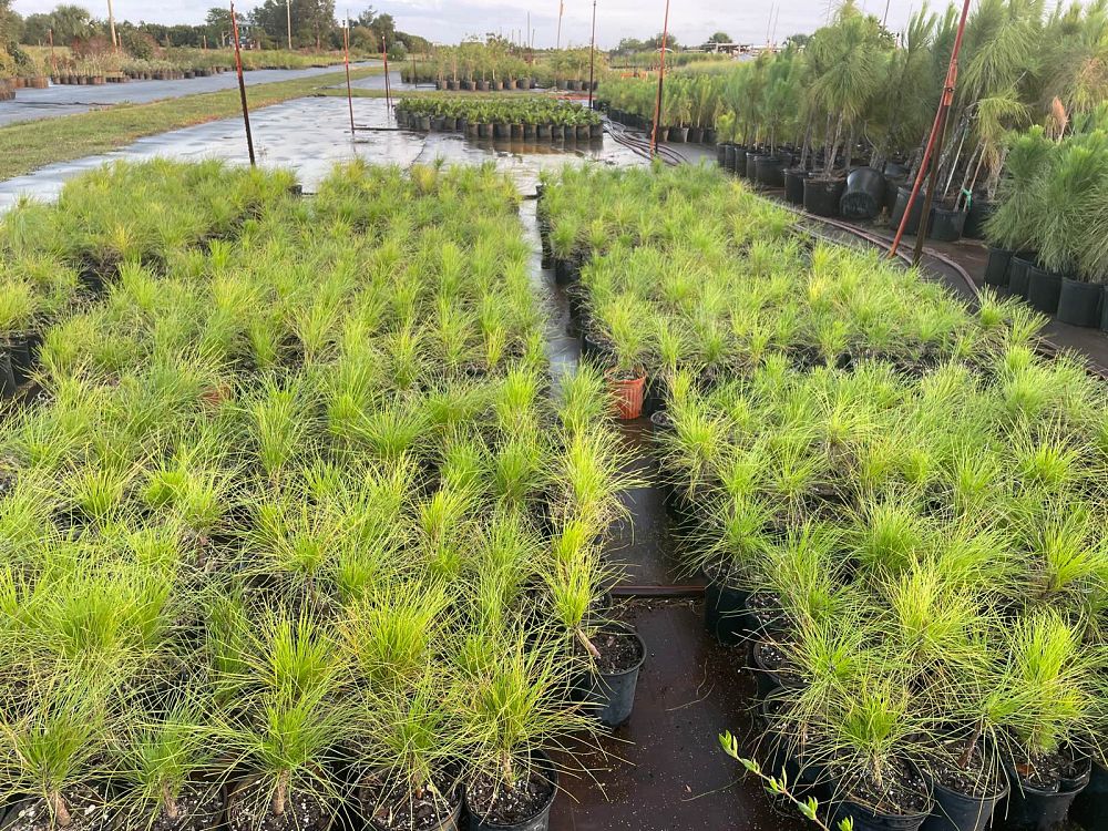 pinus-elliottii-slash-pine
