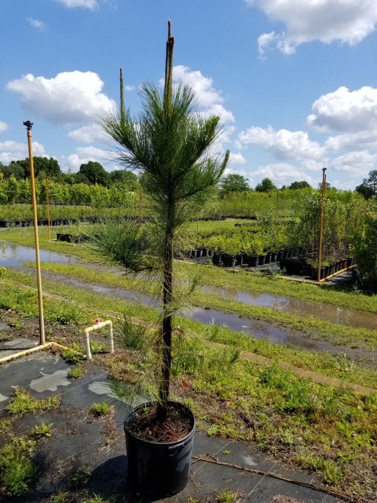 pinus-elliottii-slash-pine