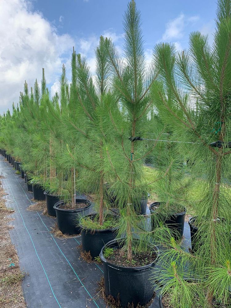pinus-elliottii-slash-pine