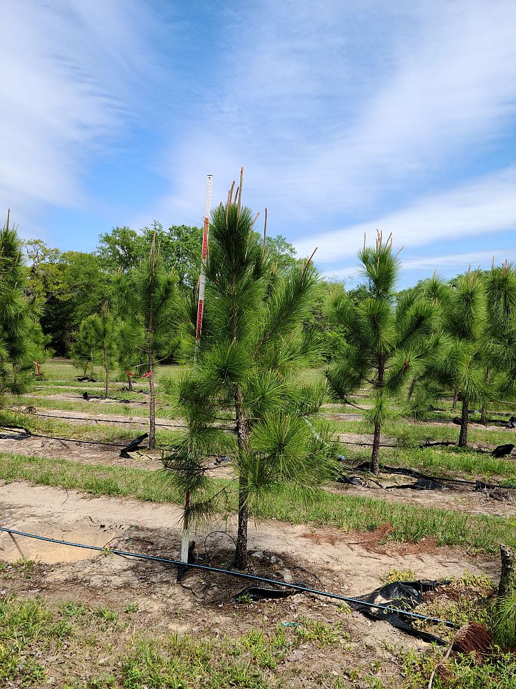 pinus-elliottii-slash-pine