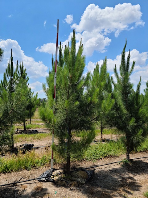 pinus-elliottii-slash-pine