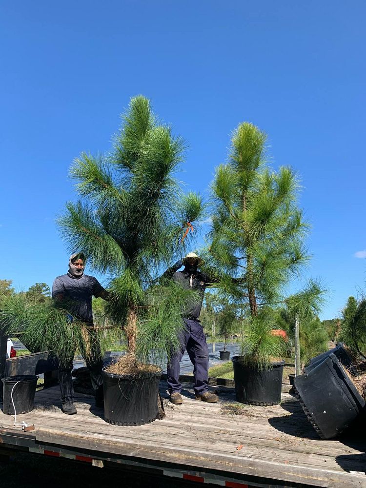pinus-elliottii-slash-pine