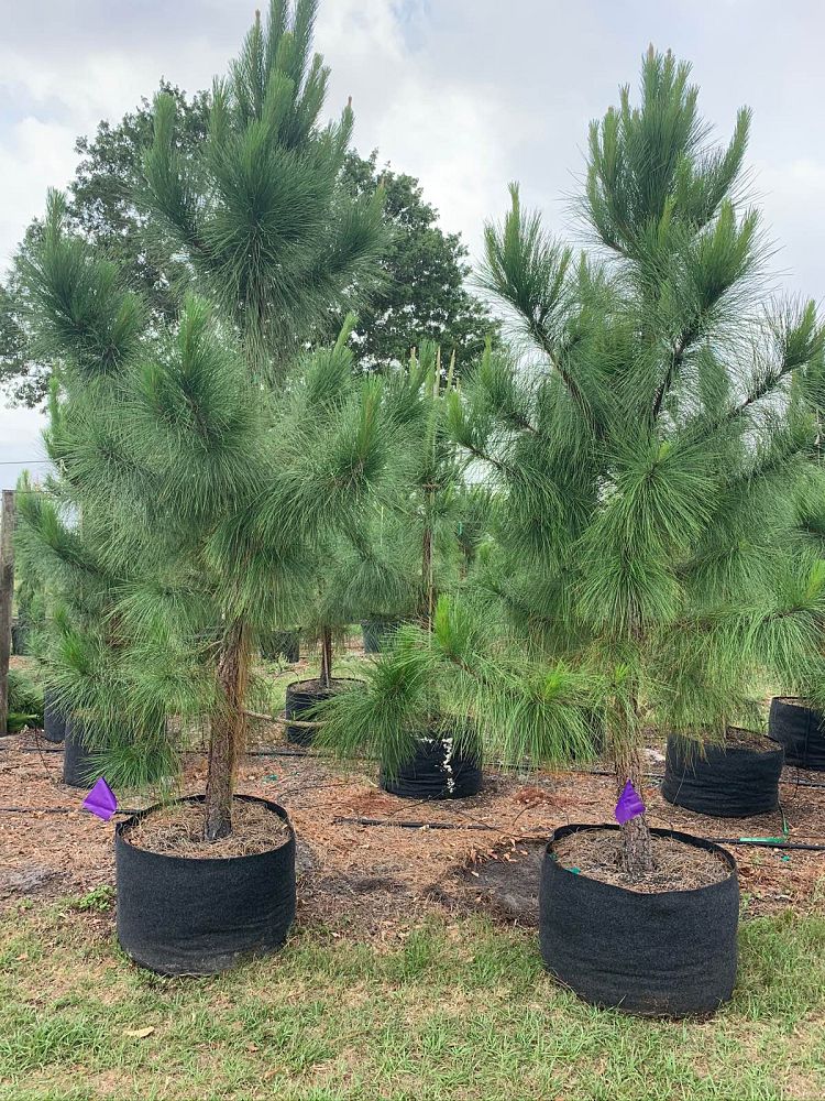 pinus-elliottii-slash-pine