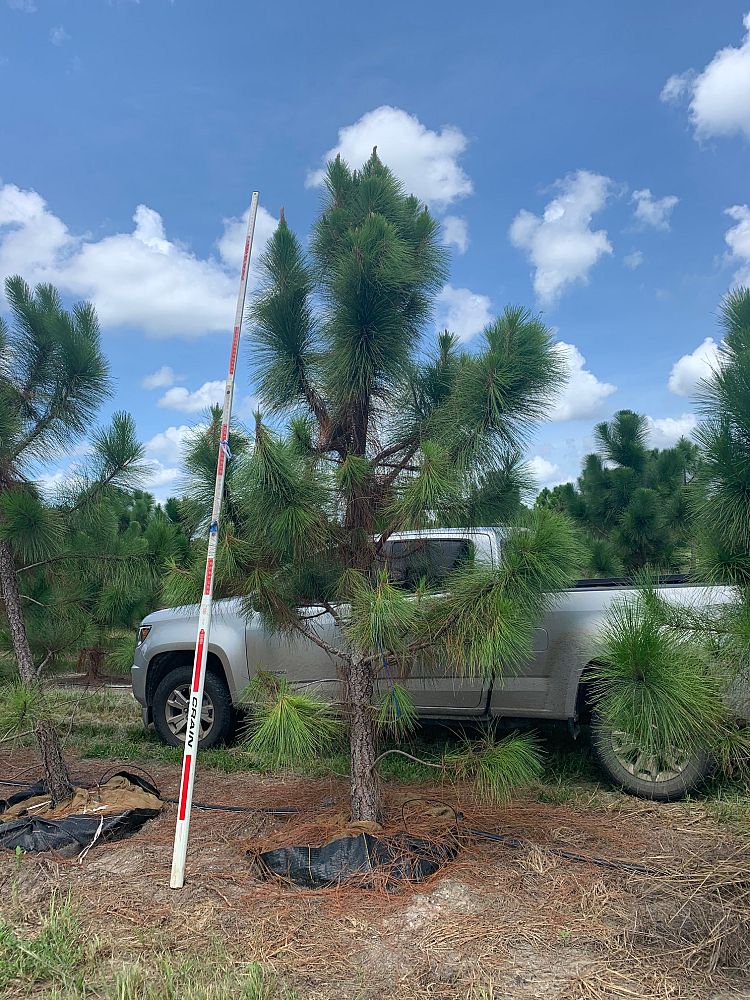 pinus-elliottii-slash-pine
