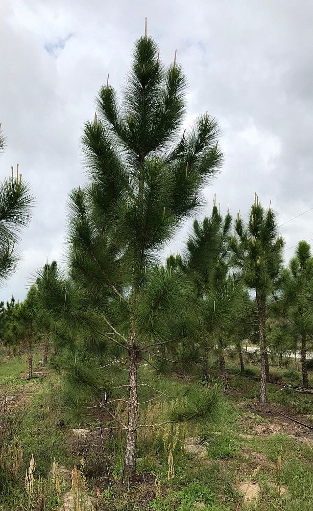 pinus-elliottii-slash-pine