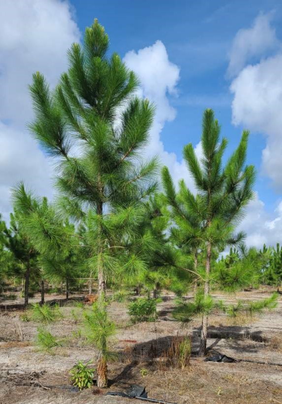 pinus-elliottii-slash-pine