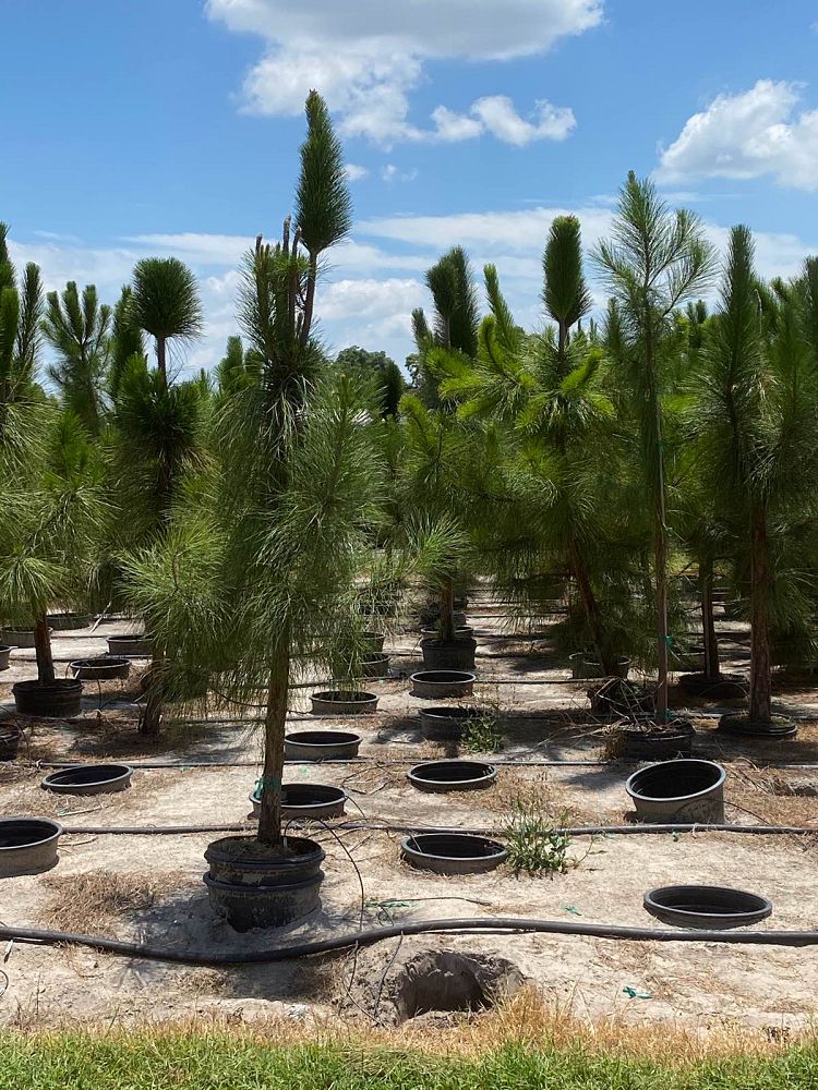 pinus-elliottii-slash-pine