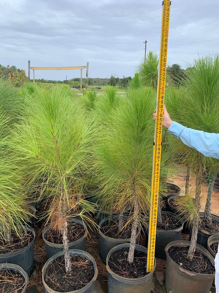 pinus-elliottii-slash-pine