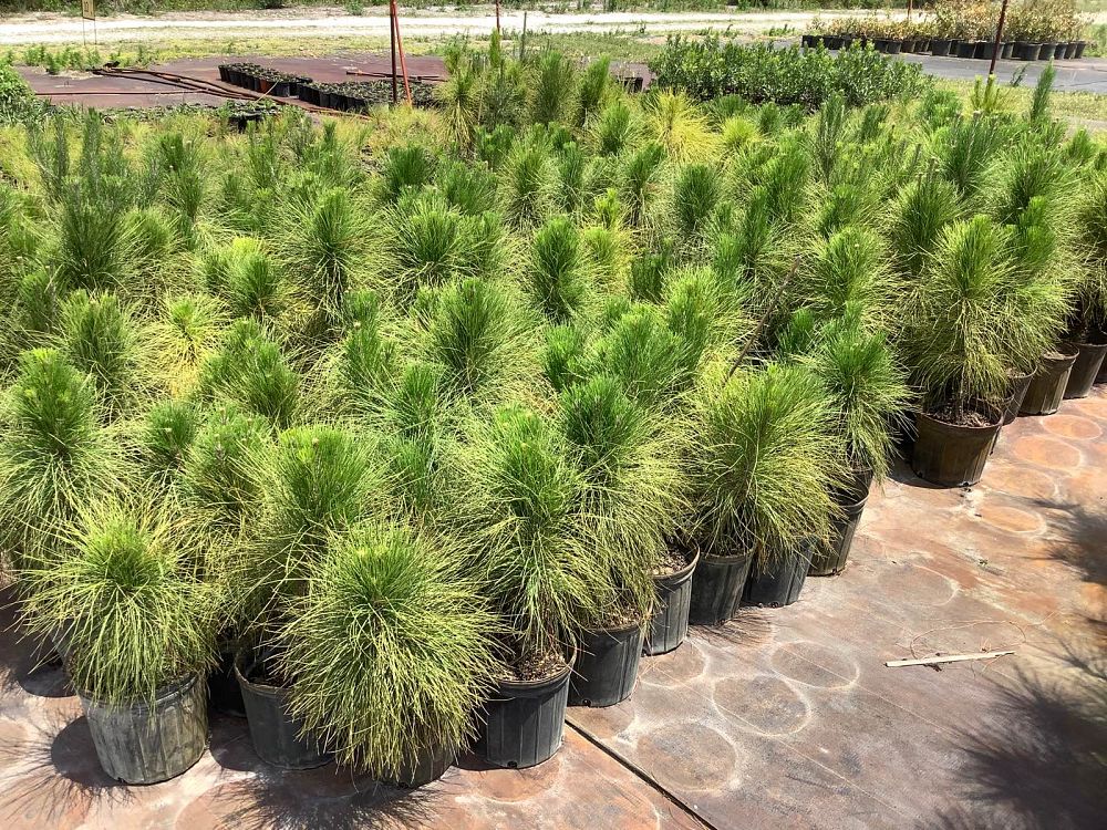 pinus-elliottii-slash-pine