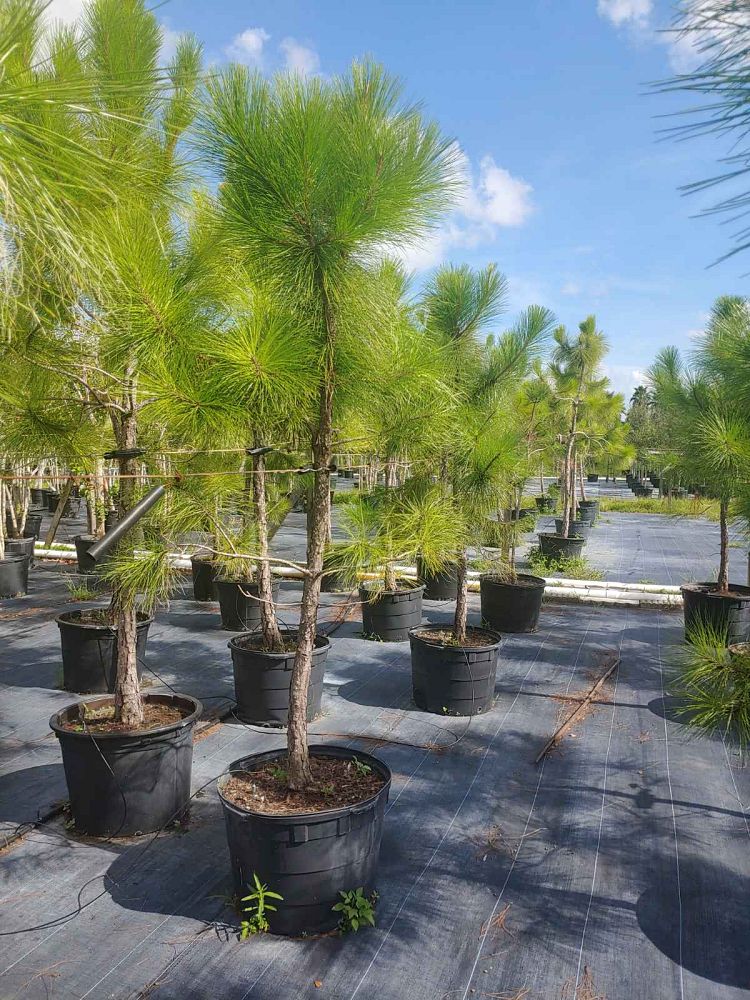 pinus-elliottii-slash-pine