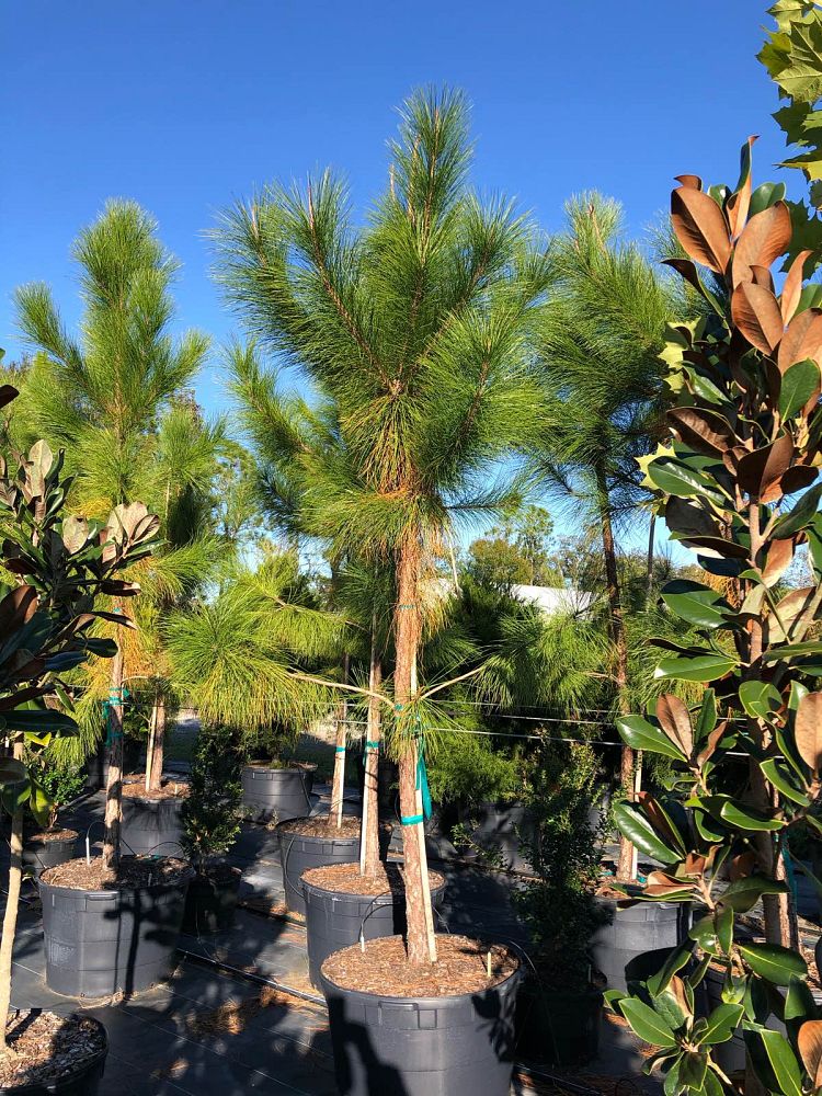 pinus-elliottii-slash-pine