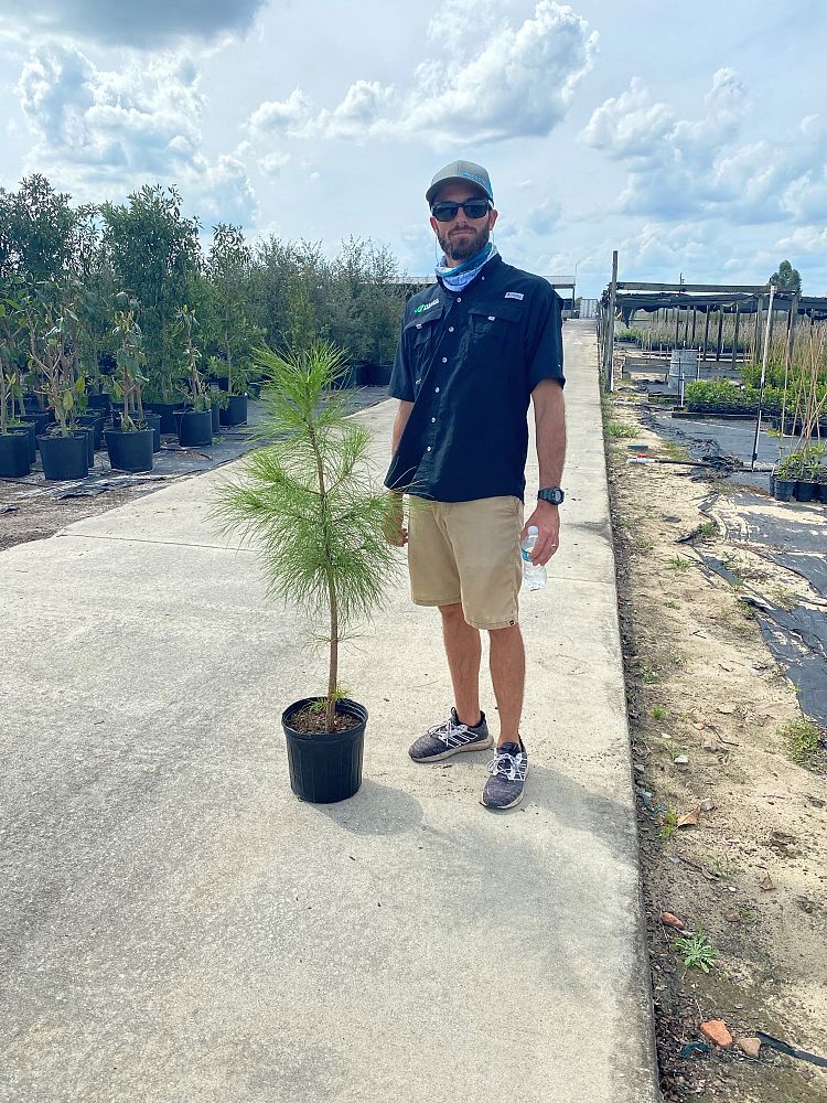 pinus-elliottii-slash-pine