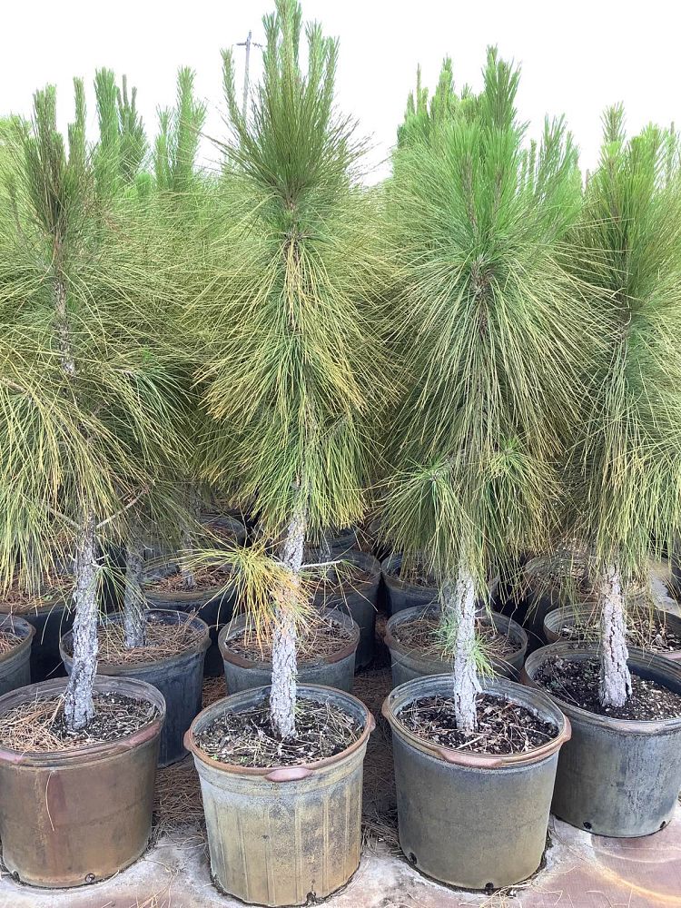pinus-elliottii-slash-pine