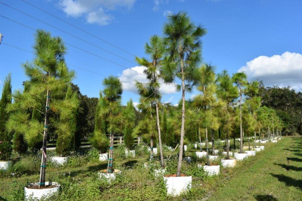 pinus-elliottii-slash-pine