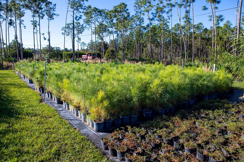 pinus-elliottii-slash-pine