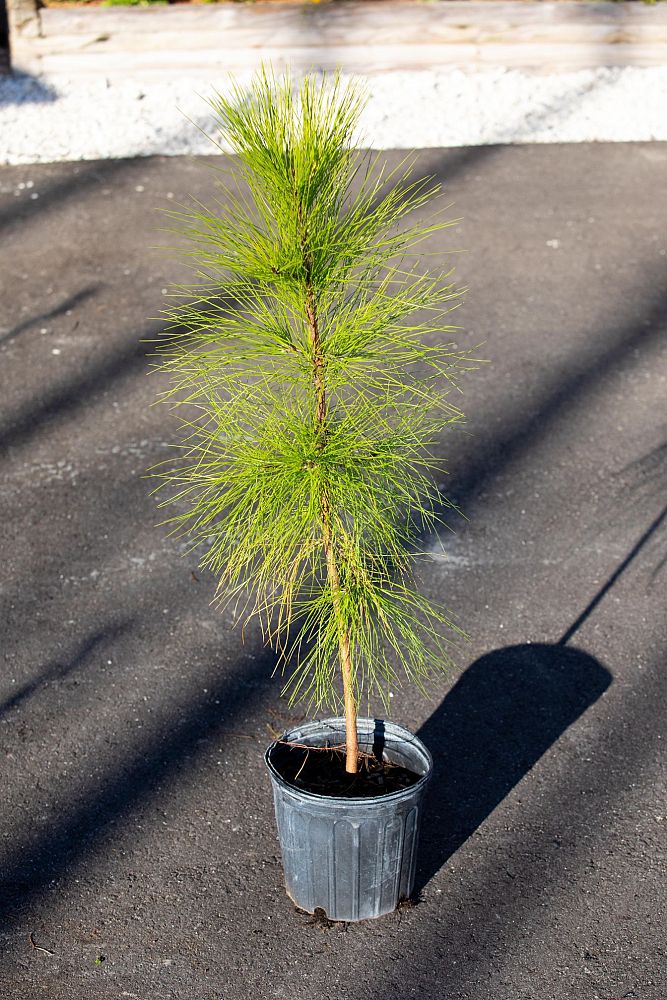 pinus-elliottii-slash-pine