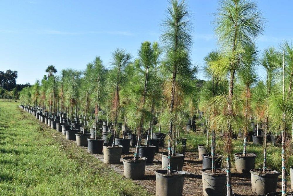 pinus-elliottii-slash-pine