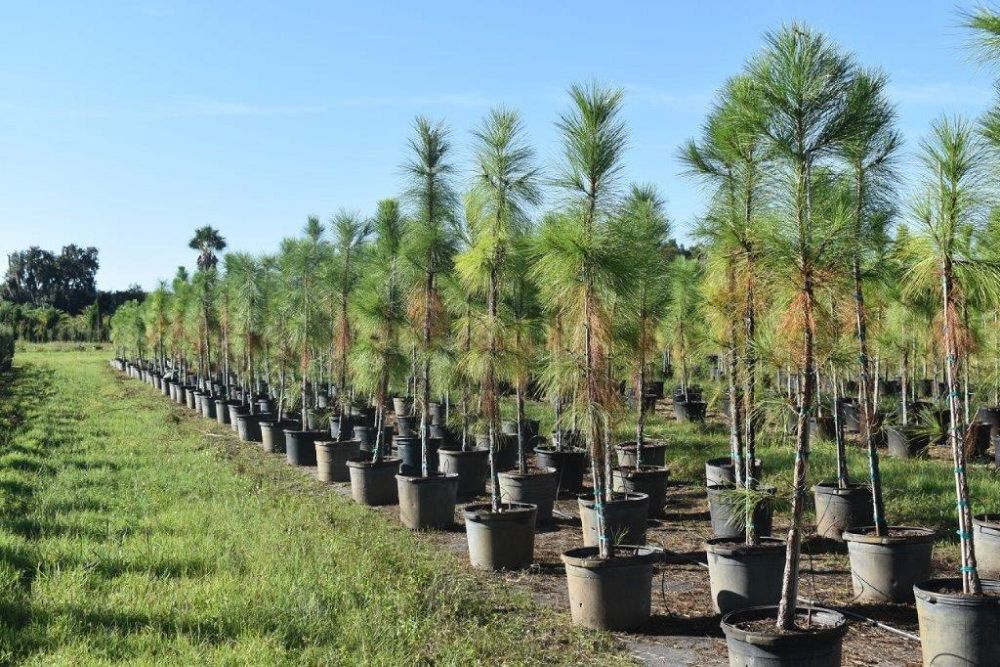 pinus-elliottii-slash-pine