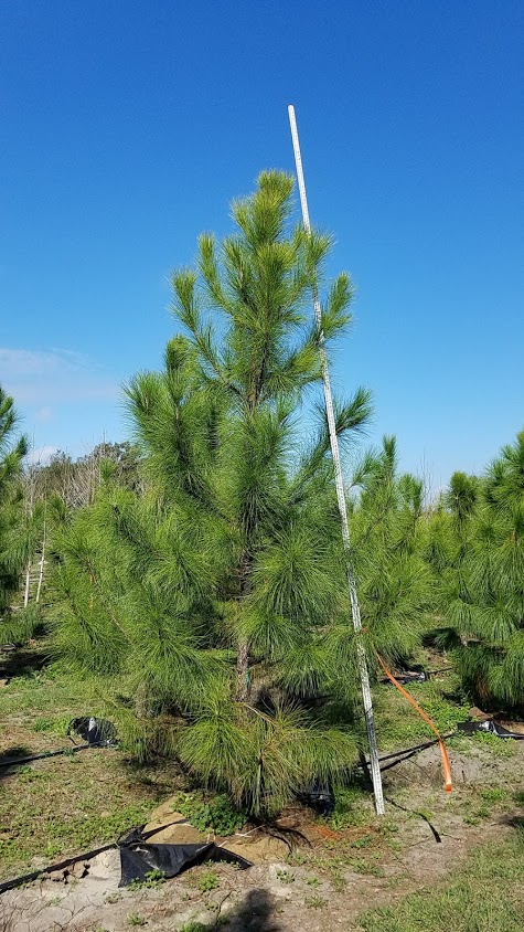 pinus-elliottii-slash-pine
