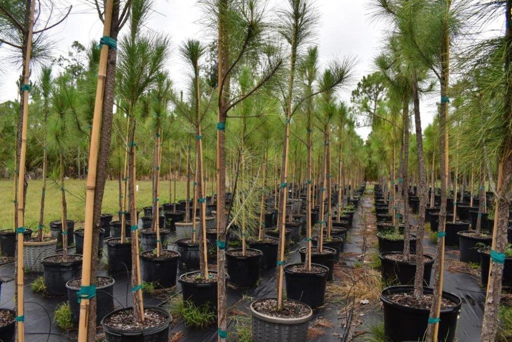 pinus-elliottii-slash-pine