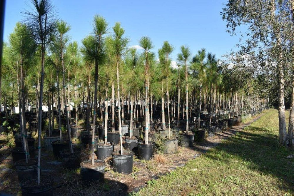 pinus-elliottii-slash-pine