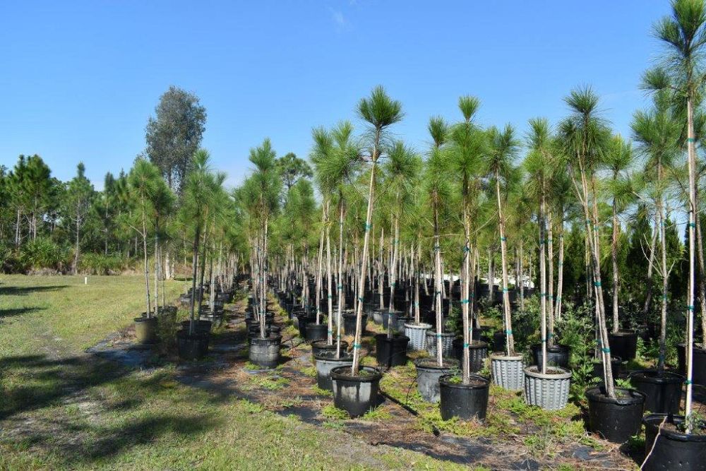 pinus-elliottii-slash-pine