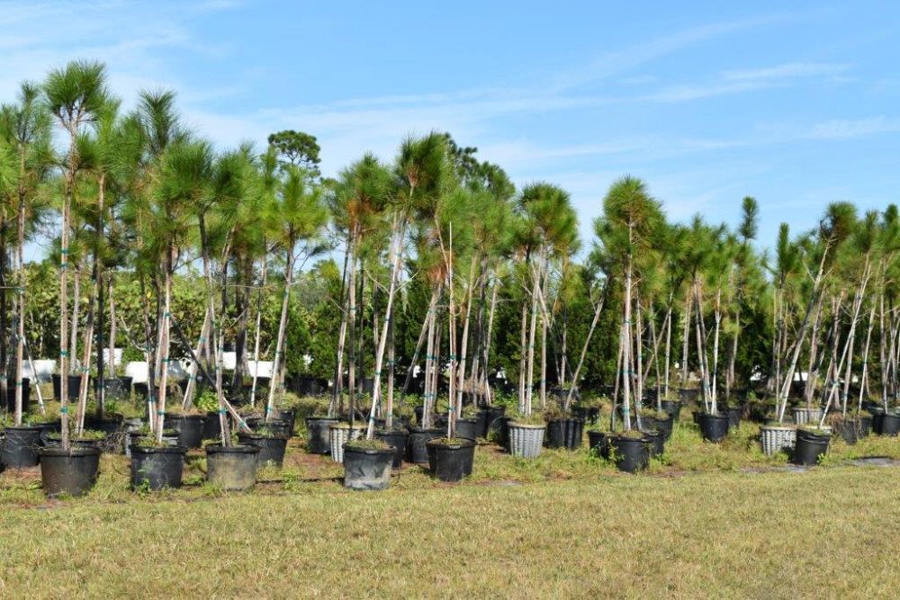 pinus-elliottii-slash-pine