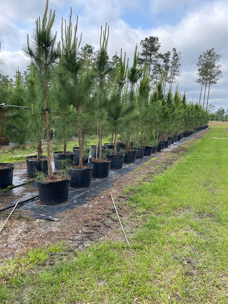 pinus-elliottii-slash-pine