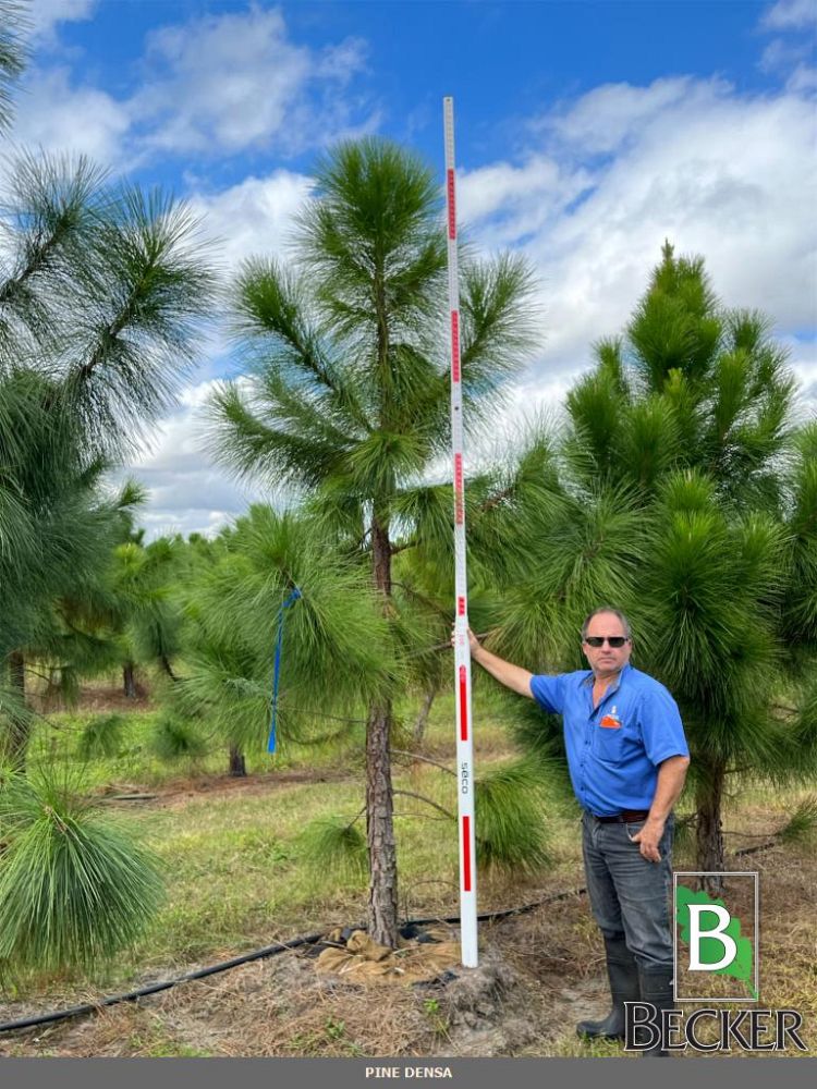 pinus-elliottii-slash-pine