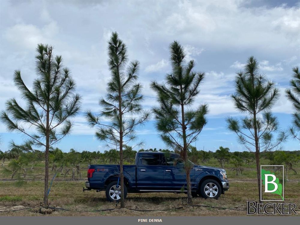 pinus-elliottii-slash-pine