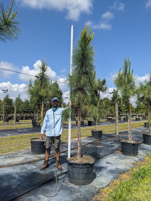 pinus-elliottii-slash-pine