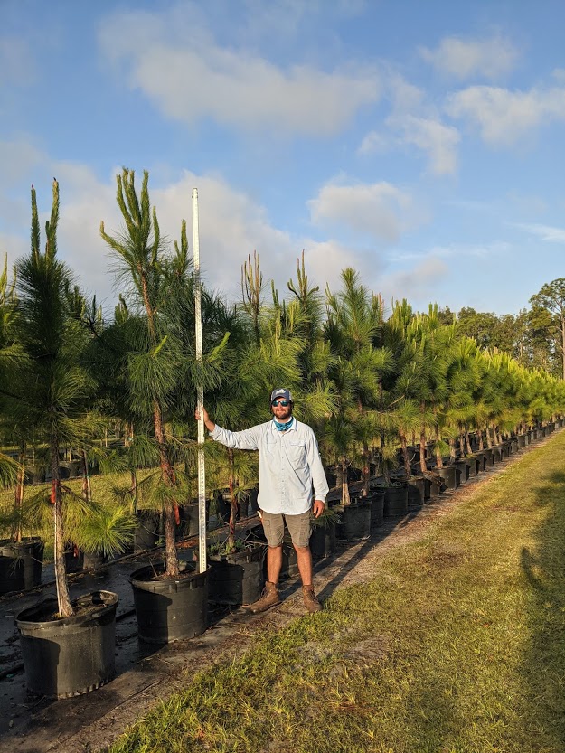 pinus-elliottii-slash-pine