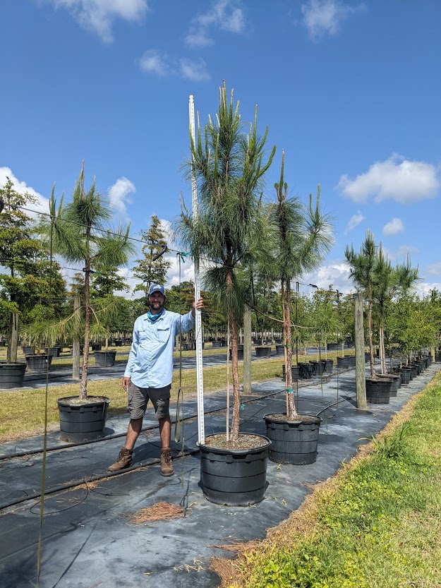 pinus-elliottii-slash-pine