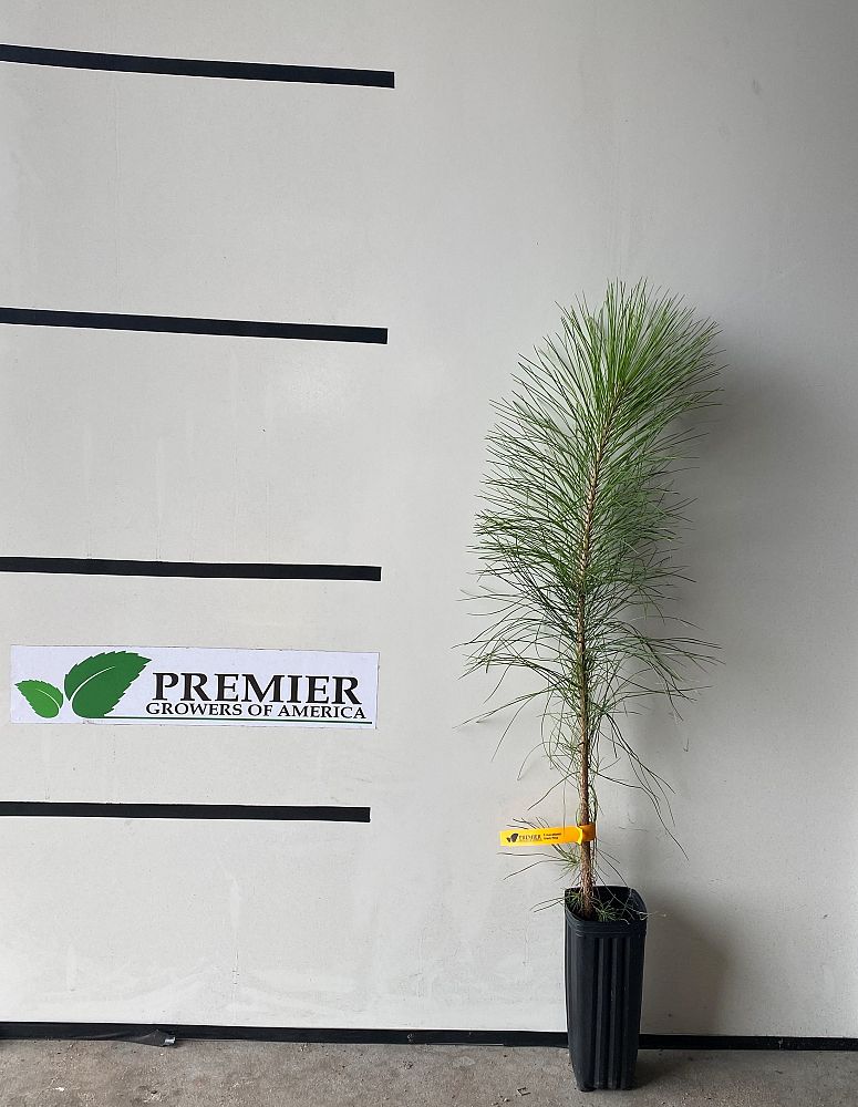 pinus-elliottii-slash-pine