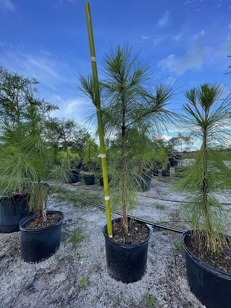 pinus-elliottii-slash-pine