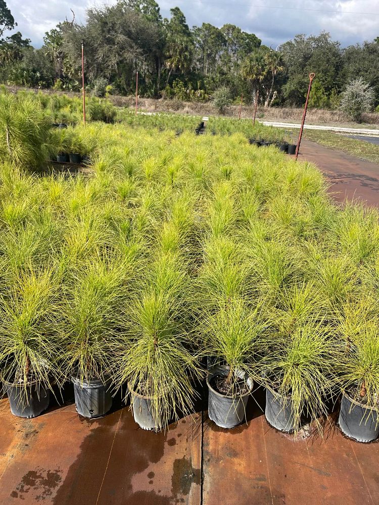 pinus-elliottii-slash-pine