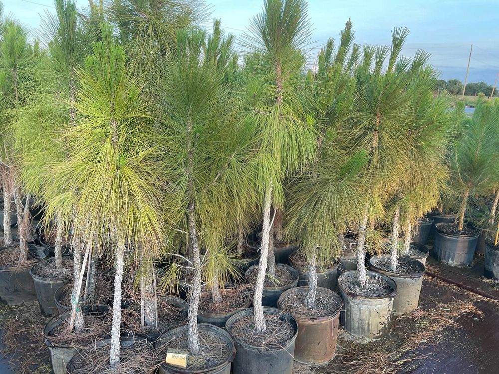 pinus-elliottii-slash-pine
